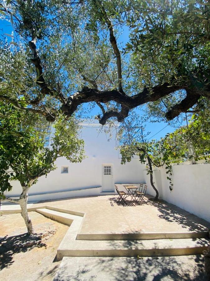 Olive Tree *